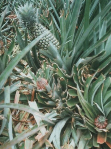 Moorea - Scene at One of Many Pineapple Plantations